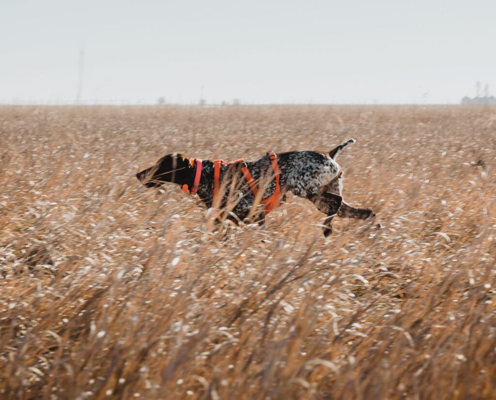 A bird dog works prairie cover while hunting quail. 