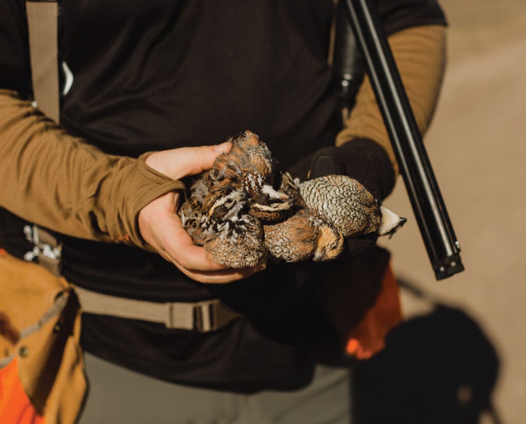 A successful bobwhite quail hunt in Nebraska 