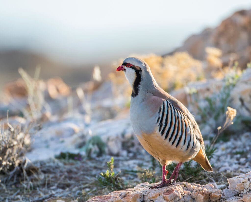 A chukar stands on a rock in Wyoming
