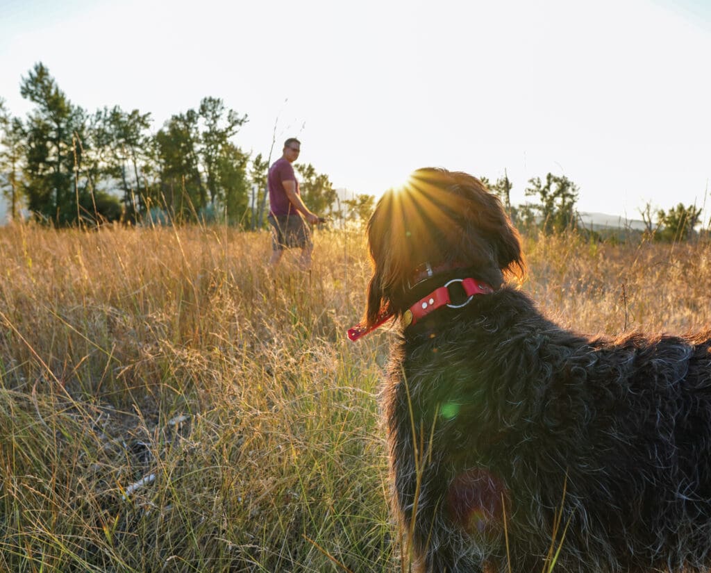 A hunter trains his dog on sharp-tailed grouse in Montana
