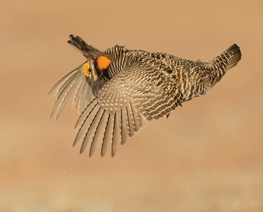 A flying prairie chicken 