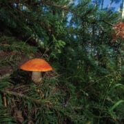 An Aspen Bolete Mushroom