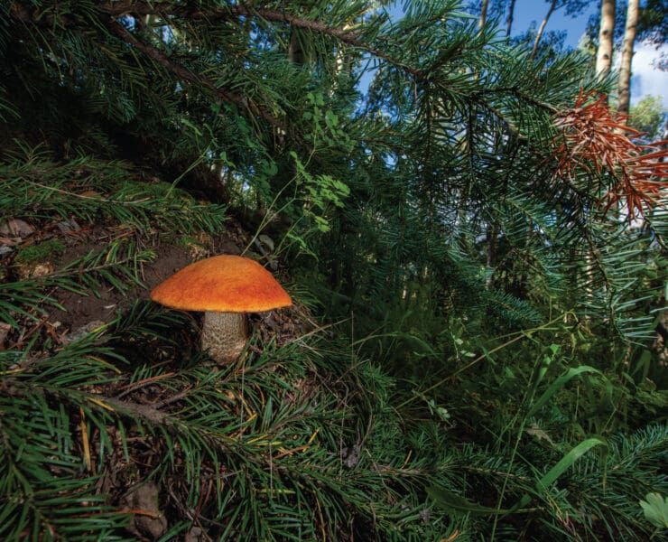 An Aspen Bolete Mushroom