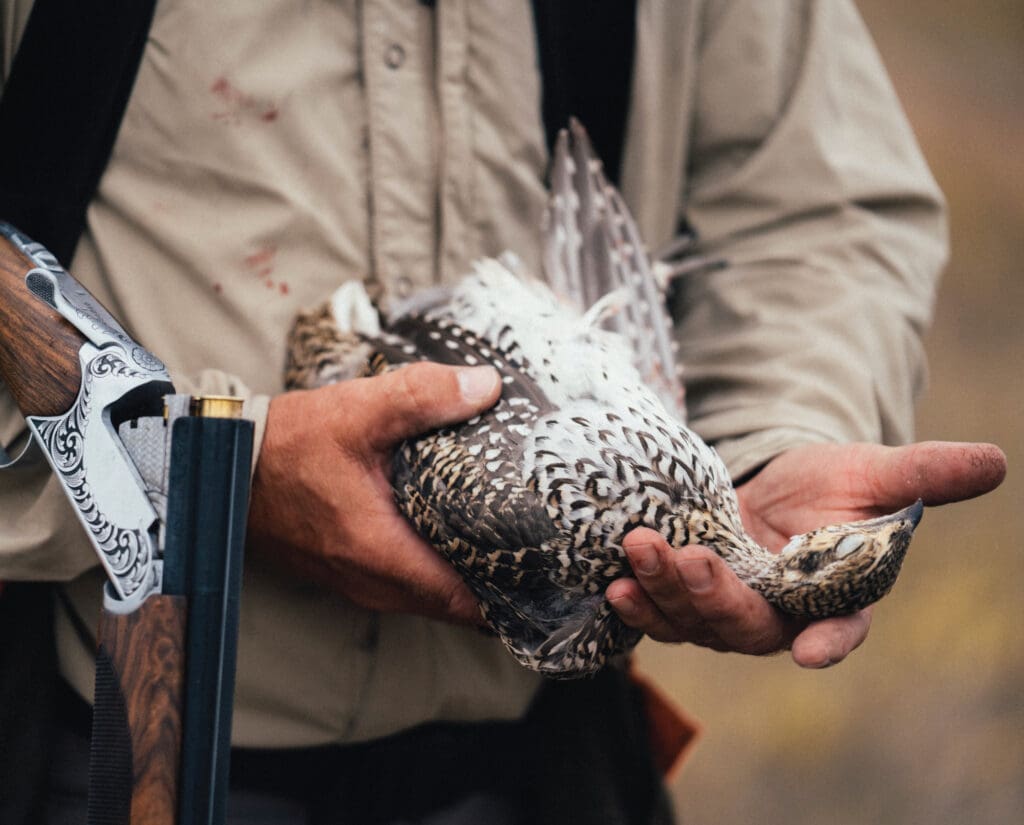 A successful sharp-tailed grouse hunt in North Dakota