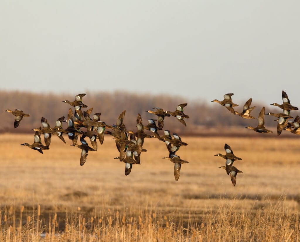A flock of teal come into duck decoys during hunting season
