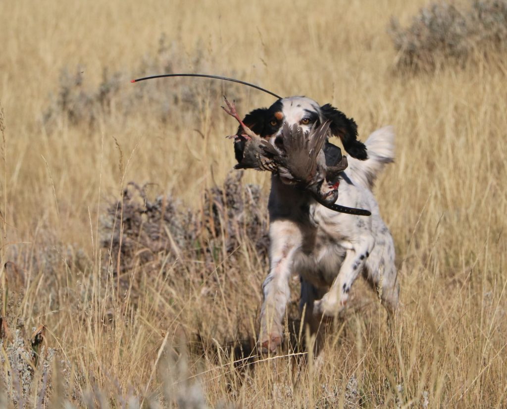 An English Setter retrieves a chukar while upland hunting in Wyoming.