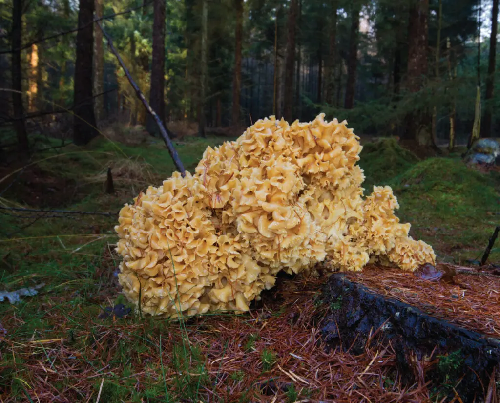 Cauliflower Mushroom in a forest of the Pacific Northwest. 