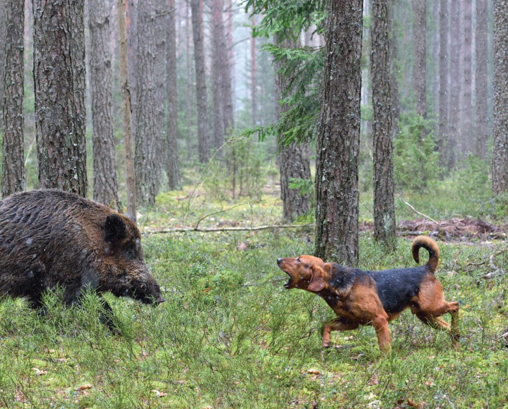 A hound hunting dog bays a wild boar