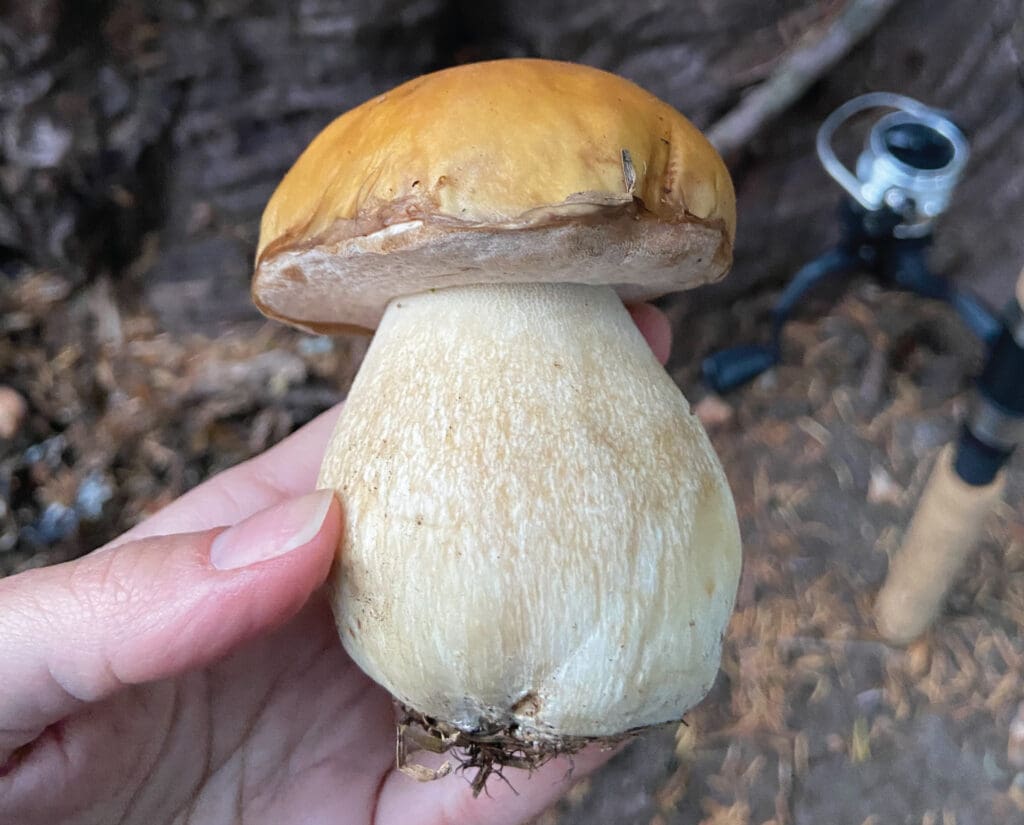 King Bolete, often called porcini mushroom being picked by a forager in the Pacific Northwest 