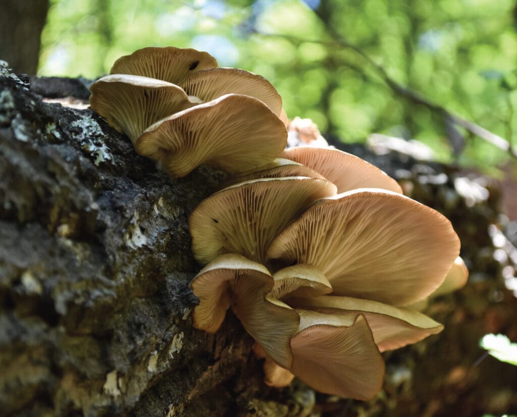 Oyster mushrooms on a dead tree in the Pacsific Northwest
