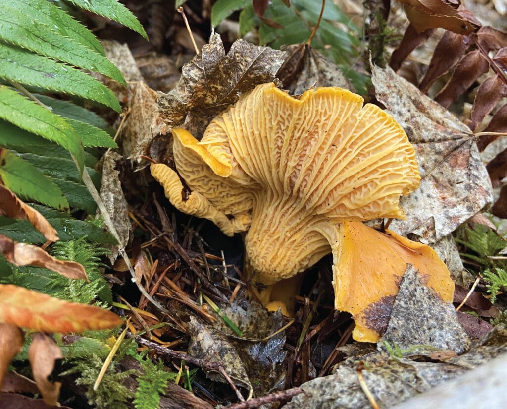Pacific Golden Chanterelle on the forest floor