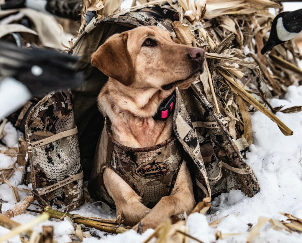 A labrador retriever hunting dog in a ground blind hunting Canada geese