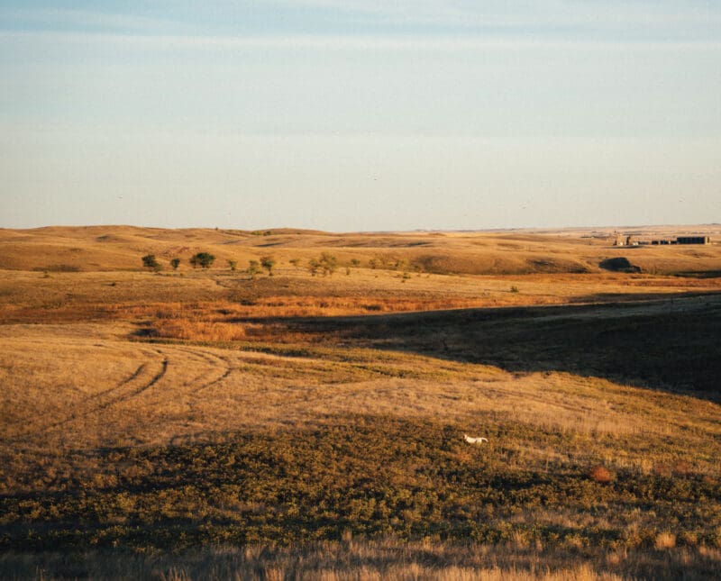 Sharptail Grouse Hunting Guide: Tips, Tactics & More