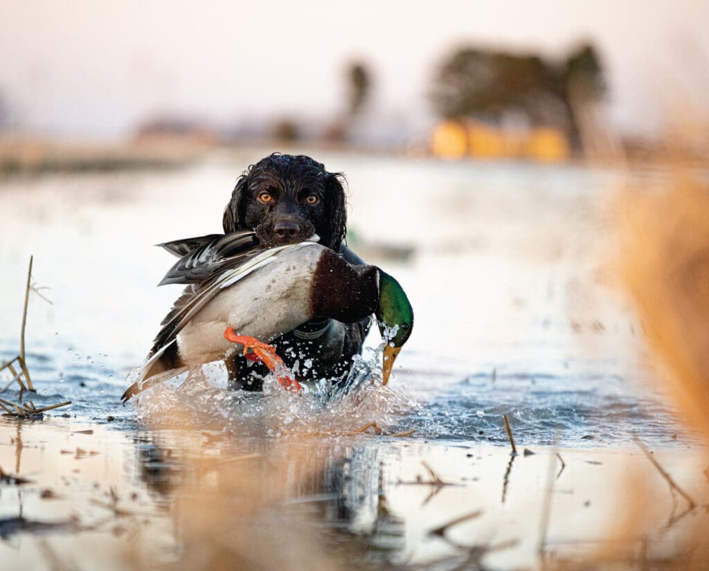 A Boykin spaniel hunting dog retrieving a duck