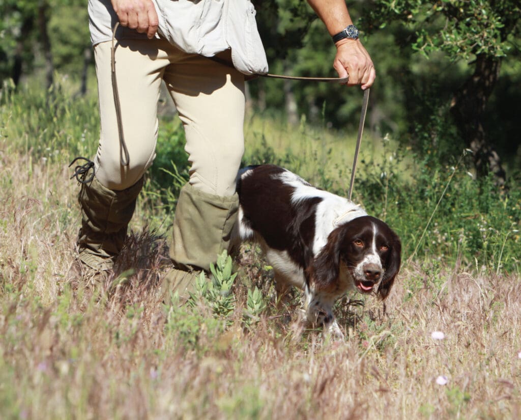 A French spaniel being used for tracking
