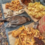 A wide variety of edible mushrooms picked in the Pacific Northwest