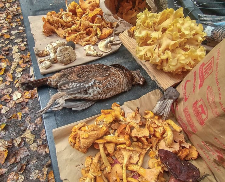 A wide variety of edible mushrooms picked in the Pacific Northwest