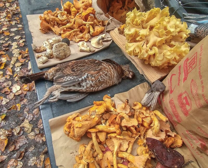 Ultimate Guide to Mushroom Picking in the Pacific Northwest