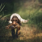 A hunting dog retrieves game