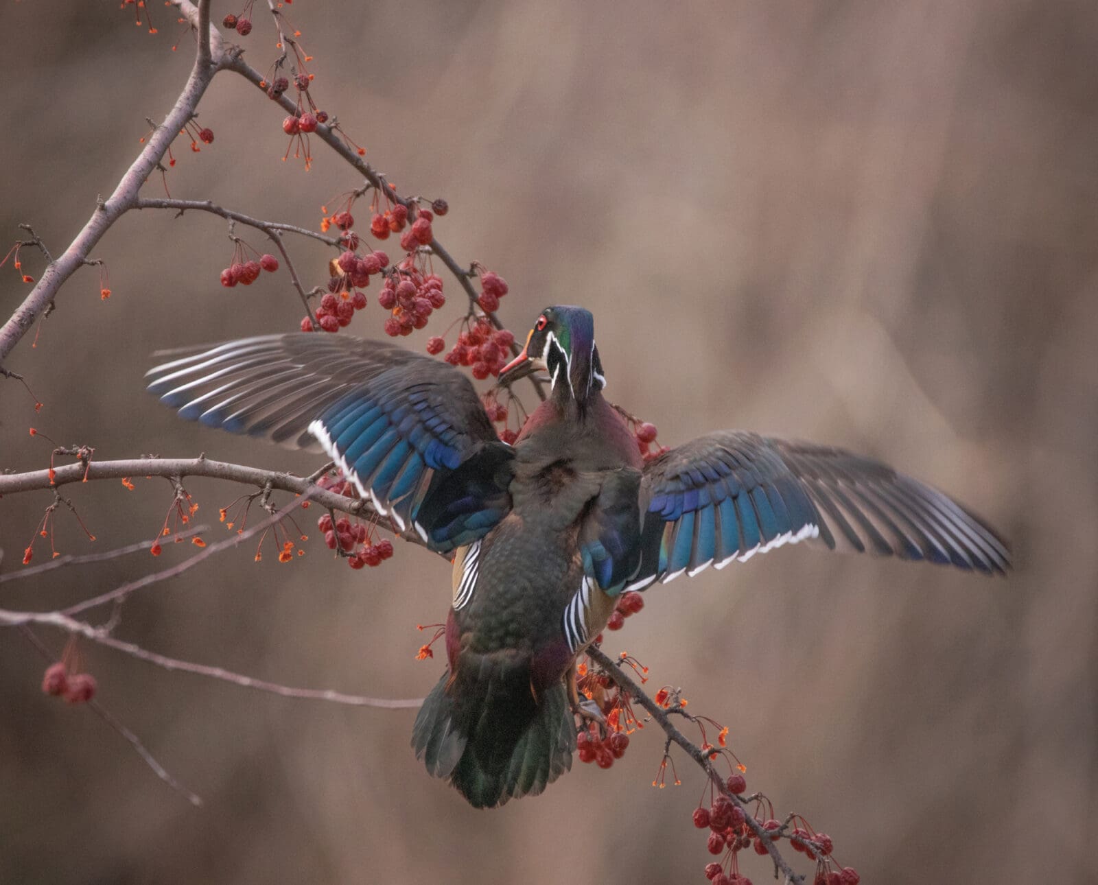 A wood duck feeds from a branch in flooded timber