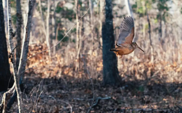 A woodcock migrates in the fall