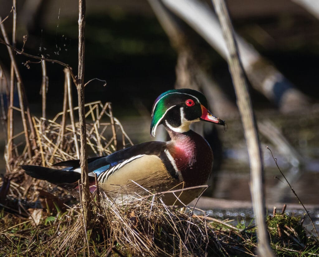 A wood duck in flooded timber