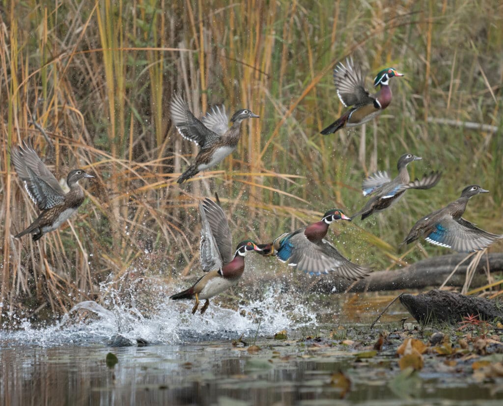 A flock of wood ducks escape by flying
