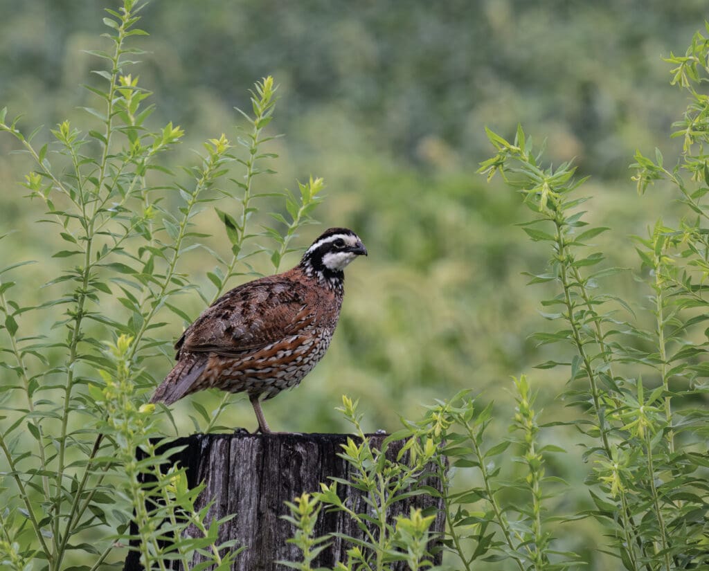 A bobwhite quail stands on a fence post making its distinct call. 