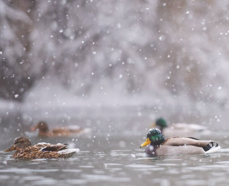 Mallard ducks in a small pond in the winter snow