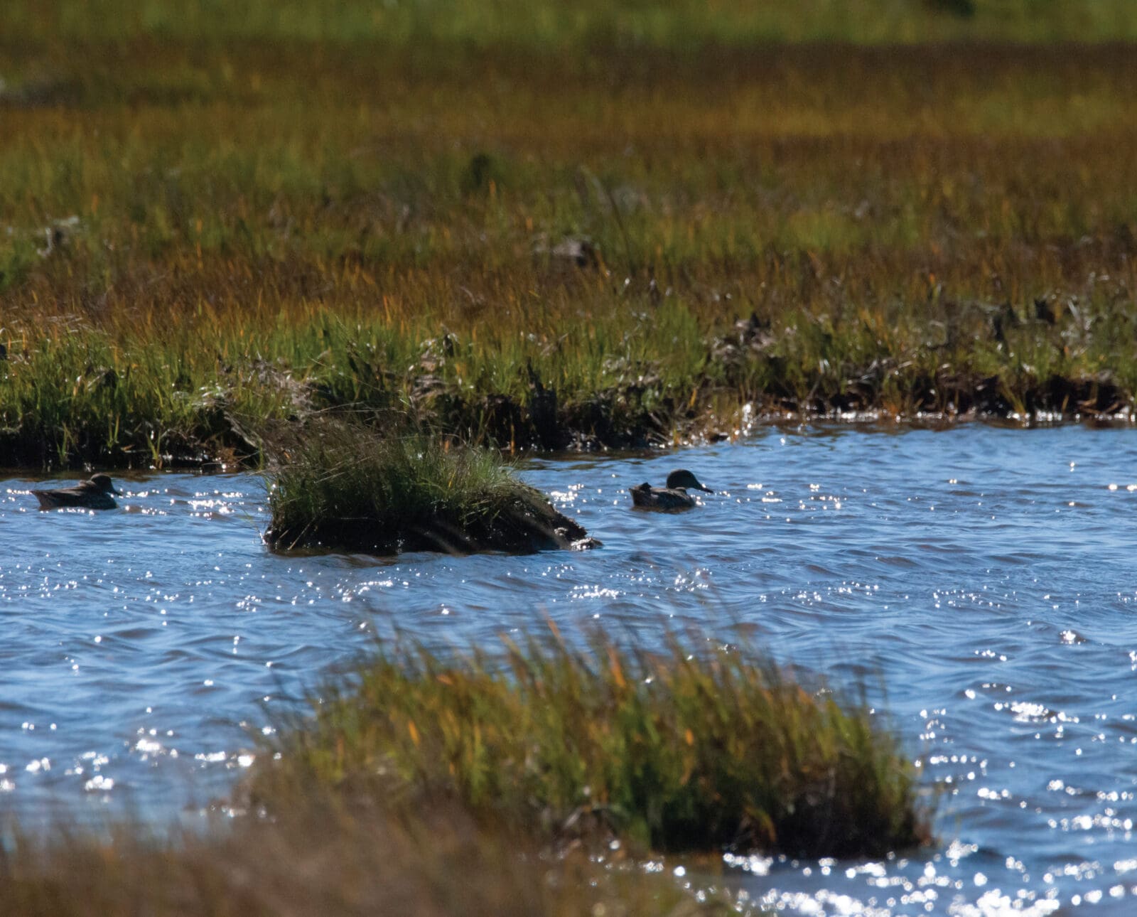 ducks swim in a tidal marsh