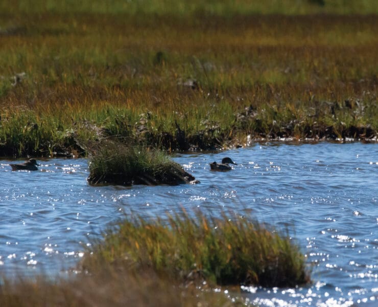 ducks swim in a tidal marsh