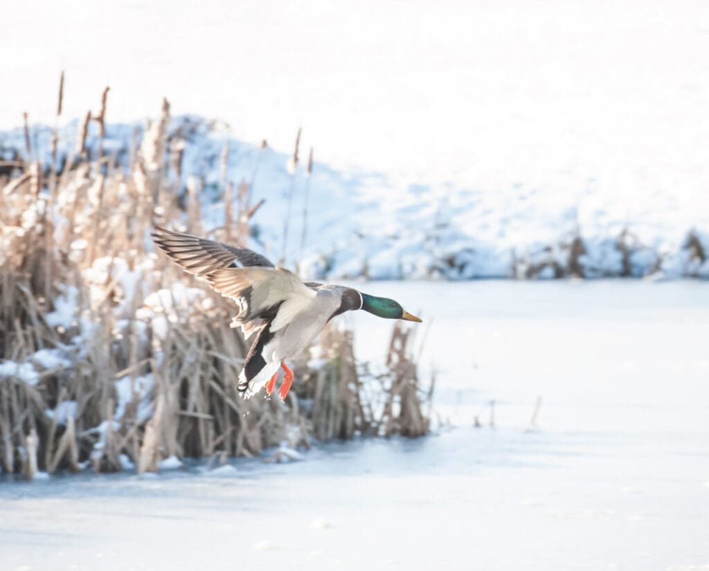 Mallard duck flying out of small frozen pond