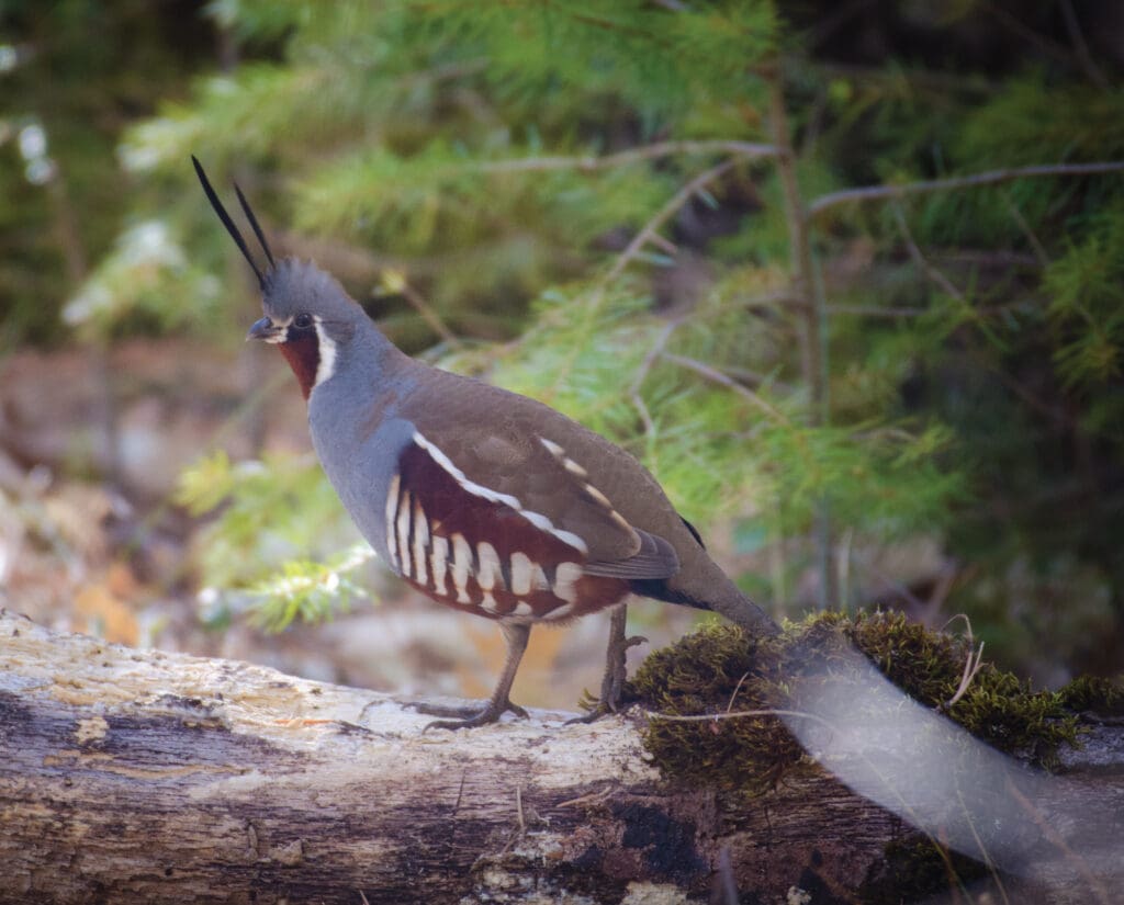 A Mountain Quail stands on a downed tree in the Pacific Northwest