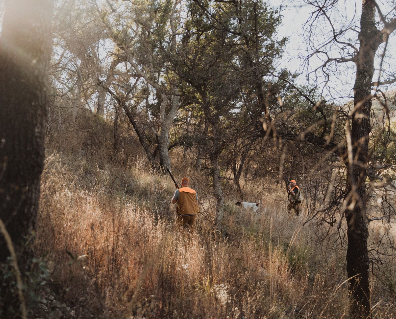 A group of hunters walk in on a bird dog while quail hunting in the United States