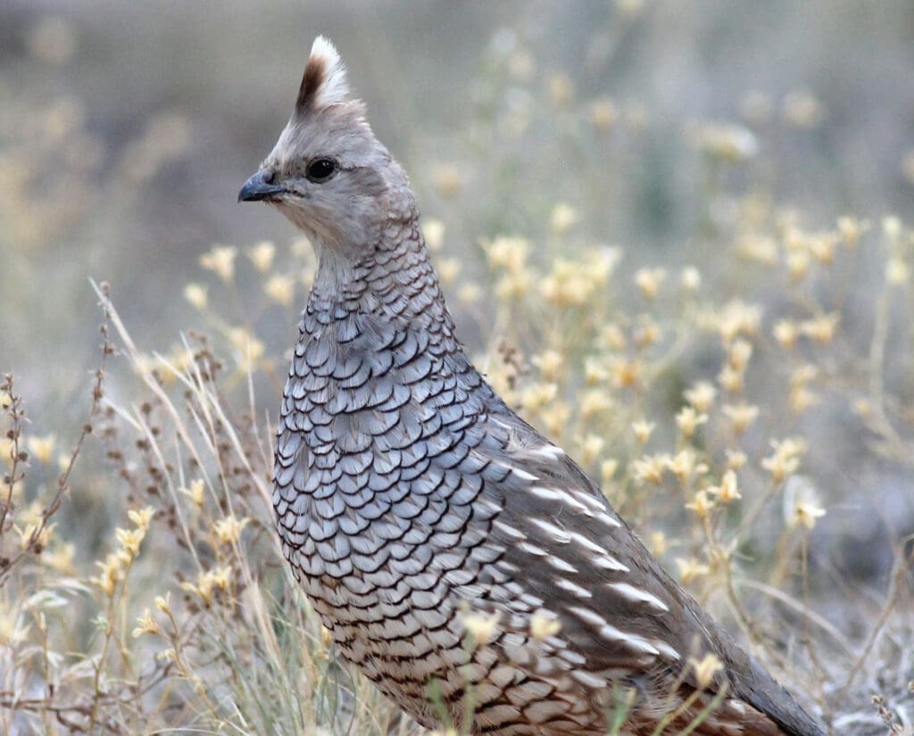 A scaled quail stands in grasslands