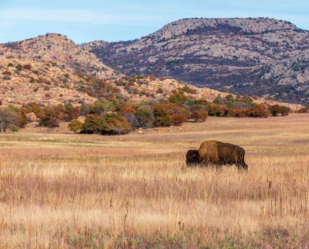 A Bison stands in the grass in the Wichita Mountains National Wildlife Refuge