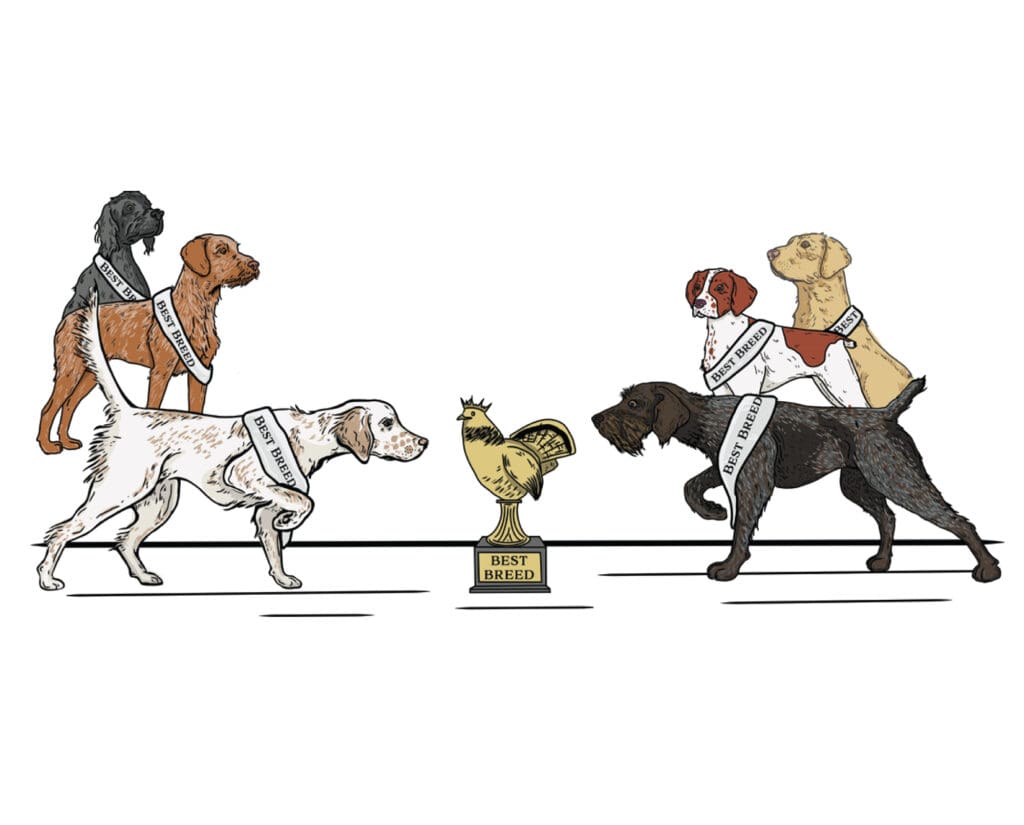 artwork of dog breeds winning the best breed contest