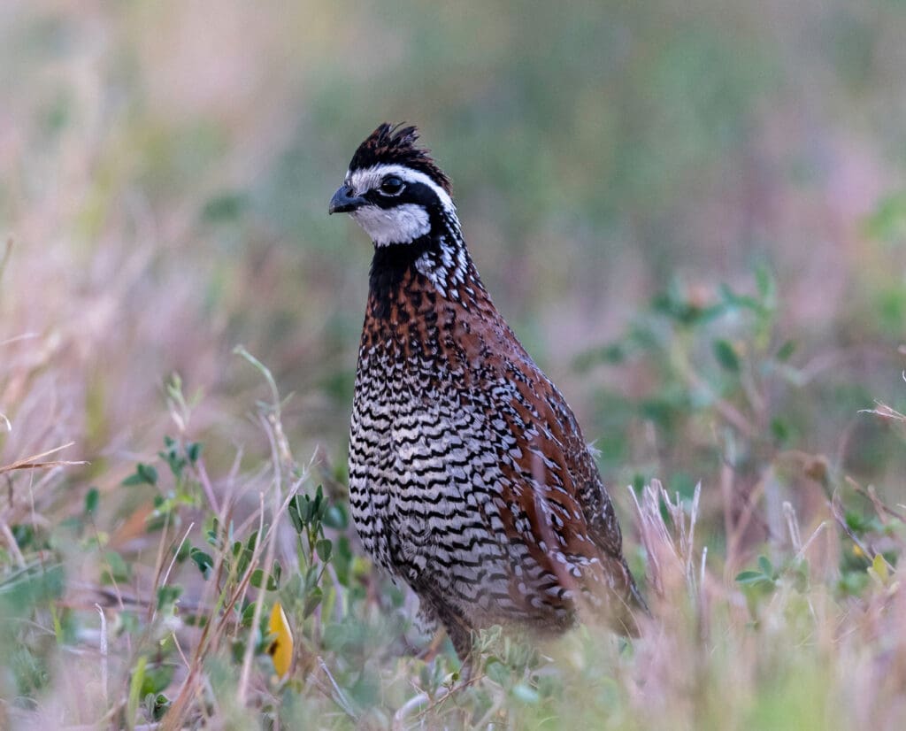 A bobwhite quail stands in native grasses. 