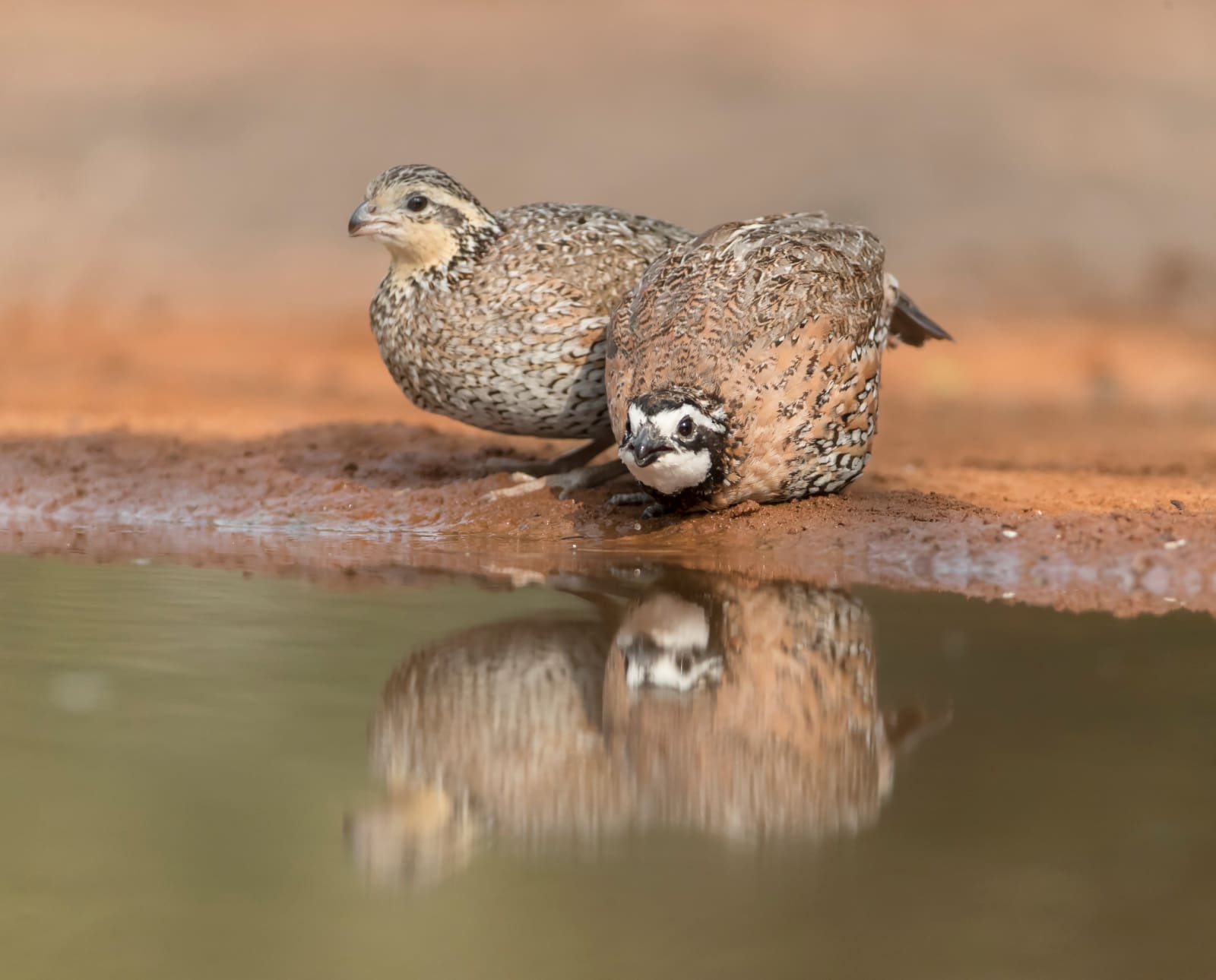Two bobwhite quail on a farm with CRP