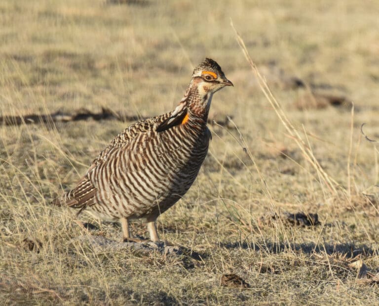 Identify the Difference in Sharp-tailed Grouse and Prairie Chickens