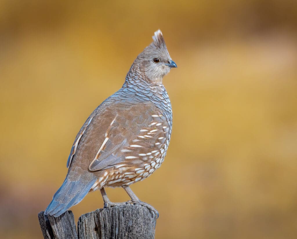 A scaled (blue) quail sits on a fence post in Colorado 