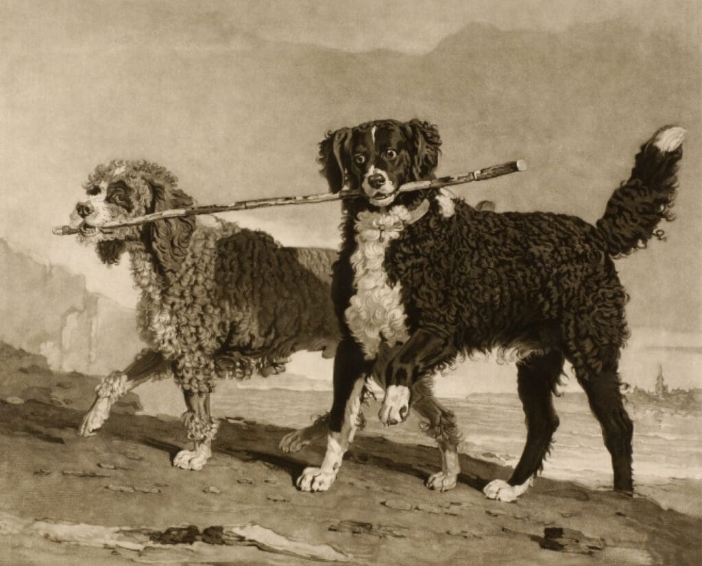 Historic Painting of water spaniels 