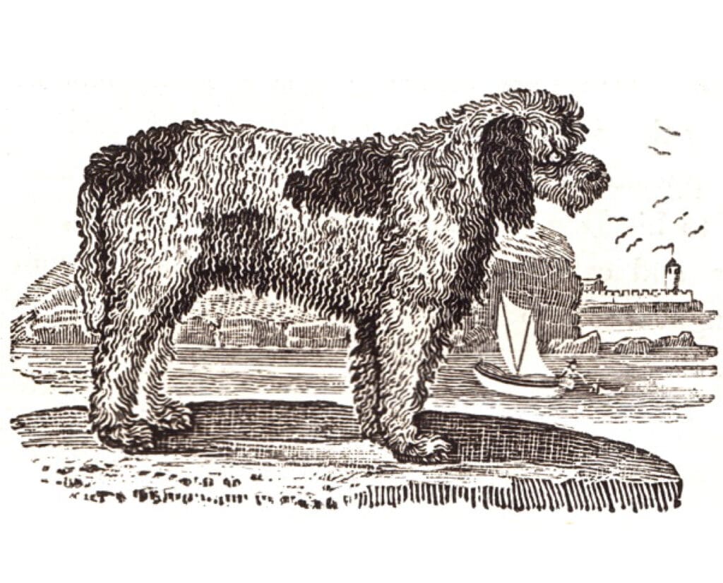 Illustration of a rough water dog