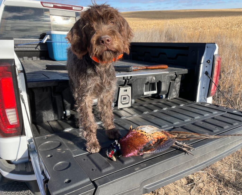 A bird dog prone to GDV or blaot issues