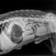 An X-ray of a dog showing Gastric dilatation-volvulus (GDV) or twisted stomach.