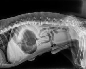 An X-ray of a dog showing Gastric dilatation-volvulus (GDV) or twisted stomach.