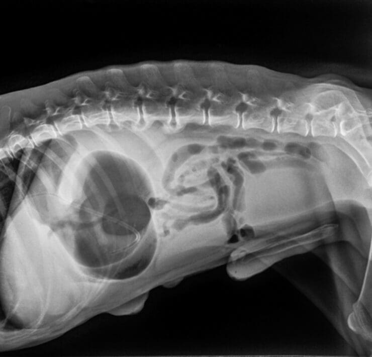 An X-ray of a dog showing Gastric dilatation-volvulus (GDV) or twisted stomach.