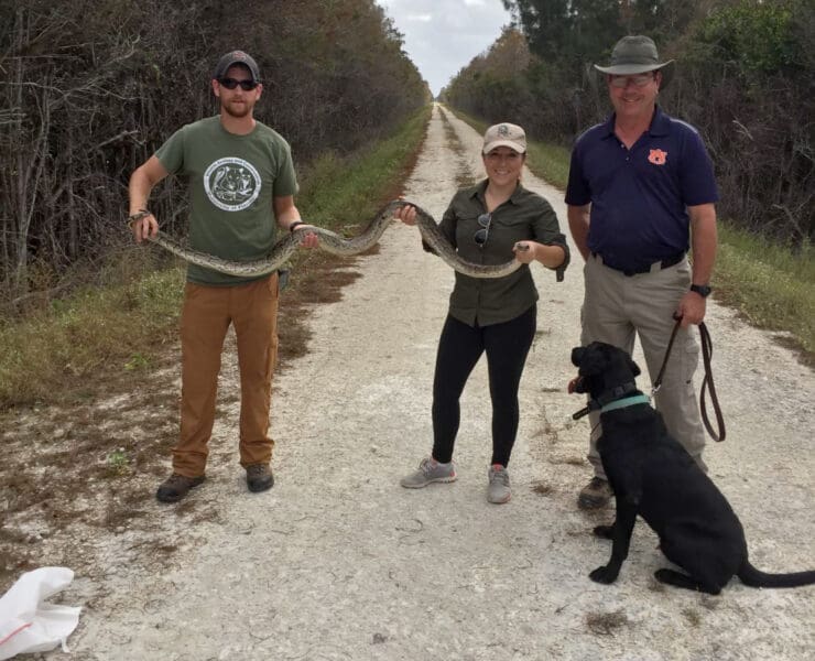 Biologist using Labrador Retrievers to hunt invasive pythons in Florida
