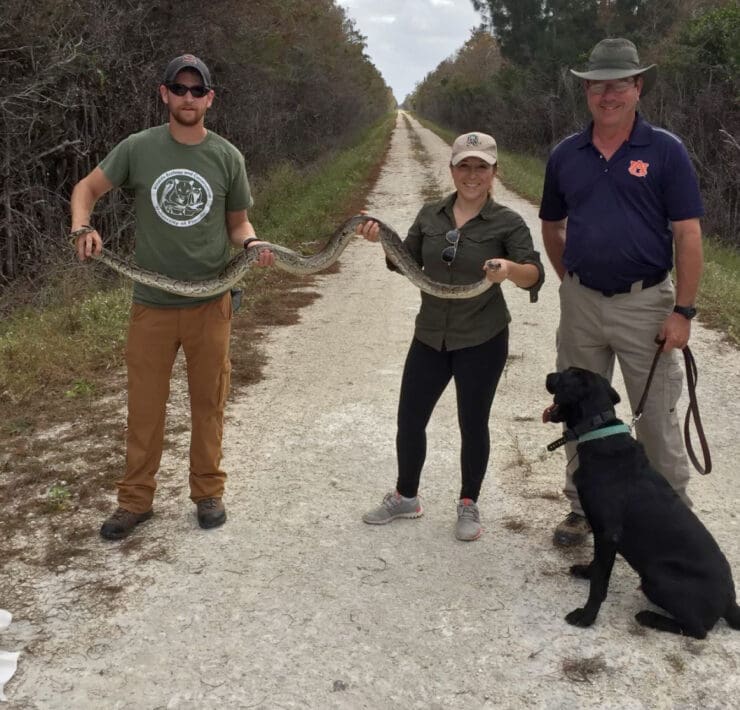Biologist using Labrador Retrievers to hunt invasive pythons in Florida