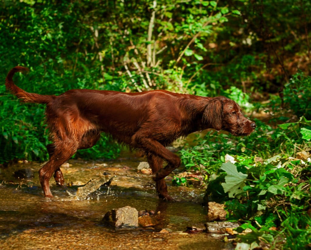 An Irish Setter puppy works in the forest 